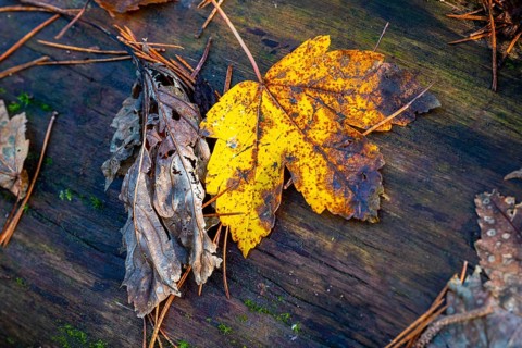 Autumn-coloured leaves lying on felled tree trunks in the forest, autumn forest,