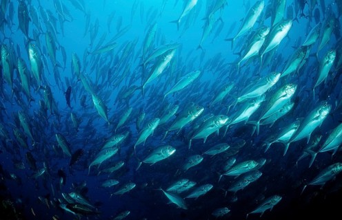 Bigeye trevally, Caranx sexfasciatus, Mexico, Lake Cortez, Lower California, La Paz, Central