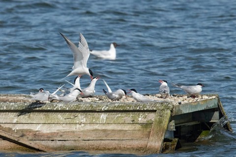 Common Tern (Sterna hirundo)