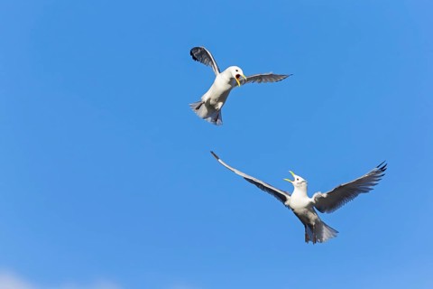 Kittiwake, (Rissa tridactyla), animals, birds, family of gulls, dispute between two gulls,