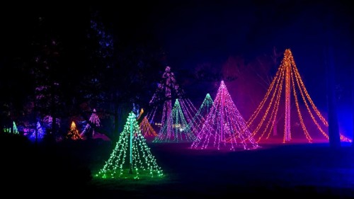 Wisley, Woking, Surrey, UK, November 19 : Christmas Glow 2022 at RHS Garden Wisley, Woking, Surrey,