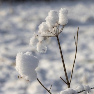 Snow clinging to a dead Cow Parsley stem in winter