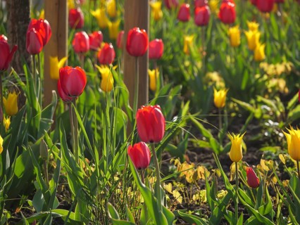 Vibrant red and yellow tulips in a sunny flower bed, weseke, münsterland, germany