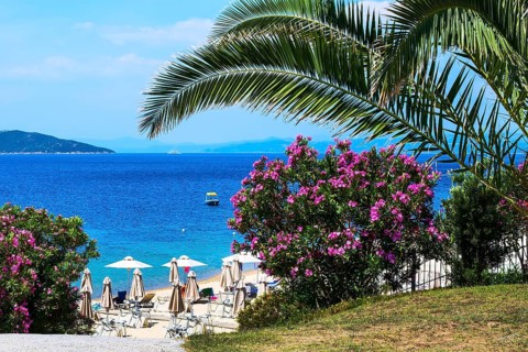 Palm, pink oleander flowers, beach with umbrellas and the blue sea, Halkidiki, Greece, Europe