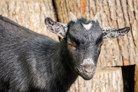 Portrait of Black Goat with Small Horns Varna, Bulgaria, Europe