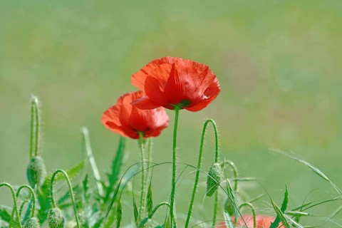Red Poppy Flowers in the Green Grass Devna, Bulgaria, Europe