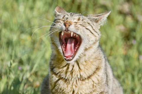 Yawning Stray Cat on the Green Grass Varna, Bulgaria, Europe