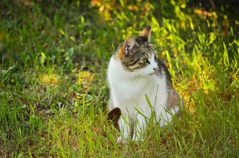 Stray Cat Sitting In The Green Grass