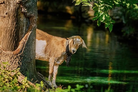 Goat standing on the bank of river near the tree Devnja, Bulgaria, Europe