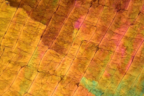 Sulfur crystals under the microscope with a magnification of 100 times and in polarized light