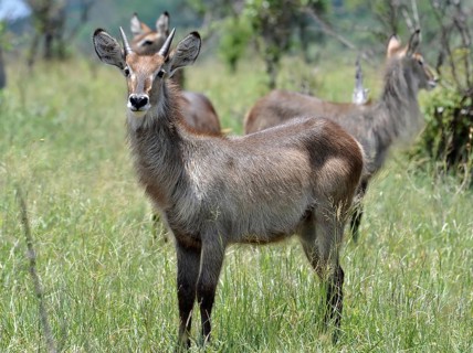 Waterbuck (Kobus ellipsiprymnus)