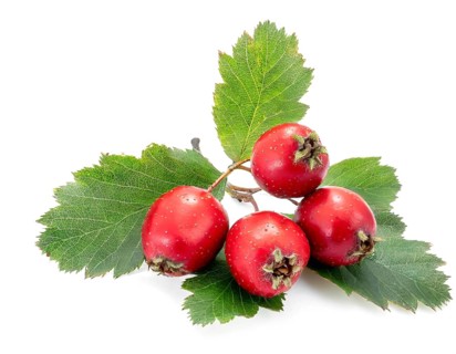 Common hawthorn berries closeup on white background
