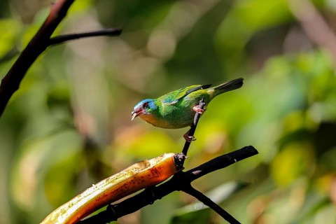 Blue Dacnis in sunlight perched on a branch, feeding on banana, against defocused green background,