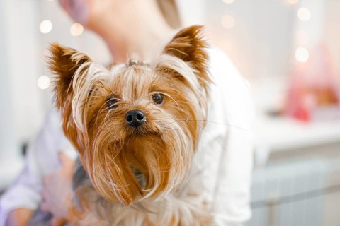 Yorkshire Terrier with bokeh effect lighting