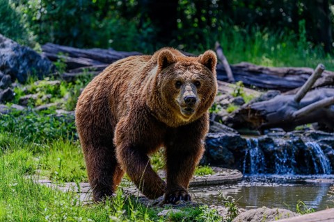 A European brown bear at Straubing Zoo, Lower Bavaria