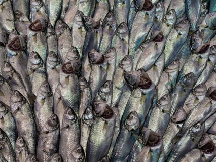 Fish at a market in Istanbul
