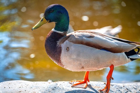 Male mallard (Anas platyrhynchos) walking on the shore of a lake, Bad Kösen, Saxony-Anhalt,