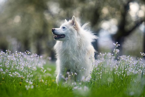 Icelandic dog on a spring meadow