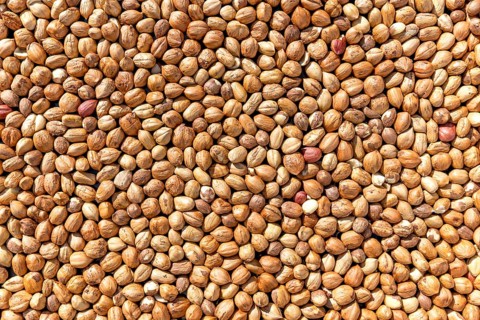 Lots of brown hazelnuts as a full-size background