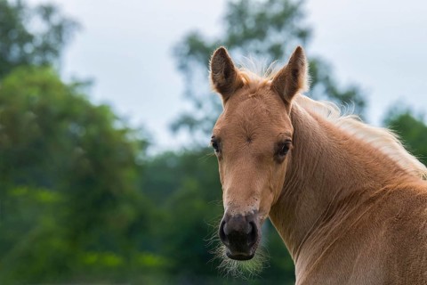 Quarter Horse foals in portrait