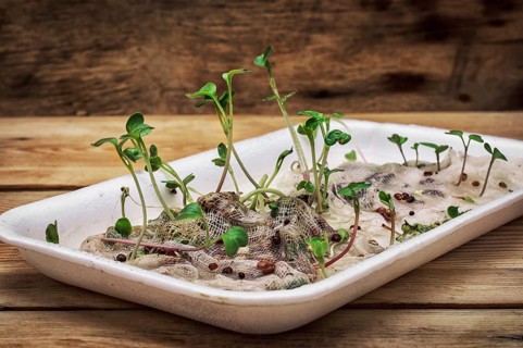 Germinated spring planting the sprouts of agricultural plants