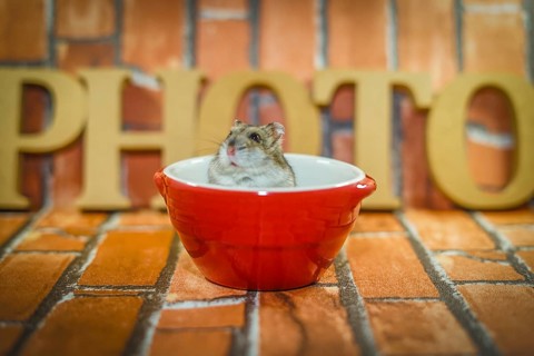 Djungarian hamster image. Shooting Location: Yokohama-city kanagawa prefecture