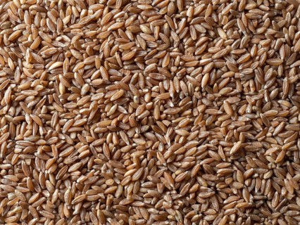 Spelt seeds texture as food background. Spelt seeds pattern top view or flat lay