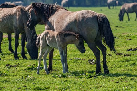 Mare with foal on a green, spring-like meadow, dülmen, westphalia, münsterland, germany