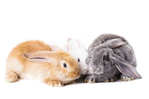 Three young rabbits on white close up