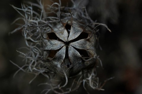 Seed capsule, Venus hairy