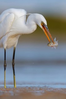 Western Reef Heron, Western Reef-Heron, Western Reef-Egret, (Egretta gularis), Garceta Dimorfa,