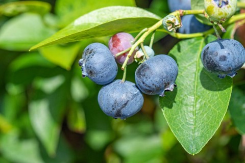 Blueberry (Vaccinium corymbosum 'Bluetta'), Cambridge Botanical Garden, Germany, Europe