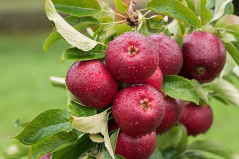 Apple (Malus domestica 'Gaia'), Cambridge Botanical Garden, Germany, Europe