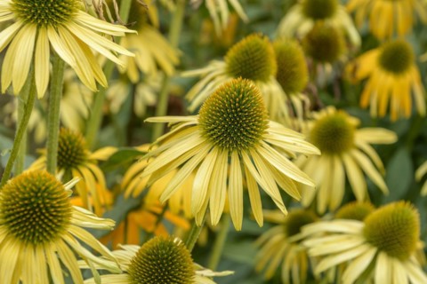 Red coneflower (Echinacea purpurea 'Now Cheesier'), EGA-Park, Erfurt, Thuringia, Germany, Europe