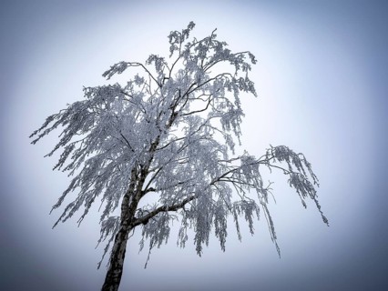 Tree with hoarfrost in the fog, Braunschweig, Lower Saxony, Germany, Europe