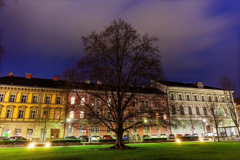 Bare tree in a park, blue hour, Gärner Park, Leoben, Styria, Austria, Europe