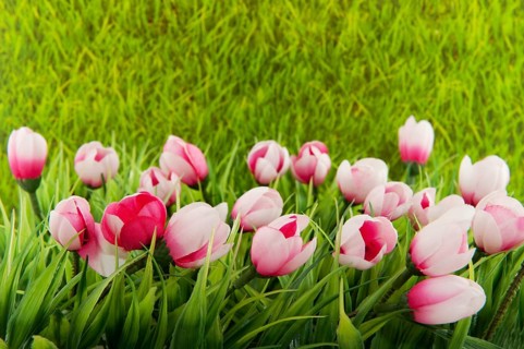 Decoration green grass with plastic tulips in front