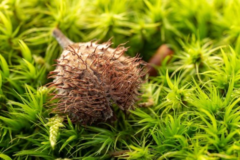 Close-up of the dried fruit cup of a beech tree on a dense green moss carpet, Lower Saxony,