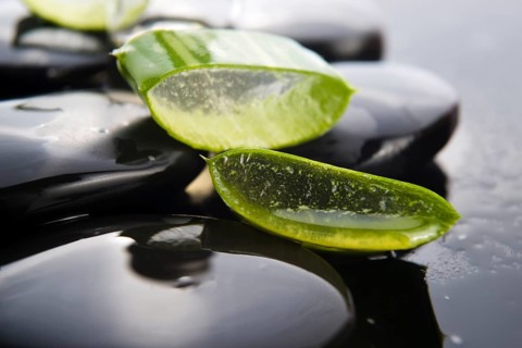 Sliced aloe leaves with oil on the stone, lodz, poland