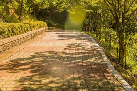 Lens flares highlighting wide brick tree lined walkway with concrete brick wall lined with trimmed
