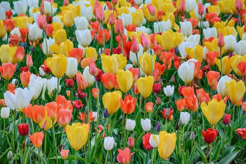 Different Kinds of Tulips Keukenhof, Netherlands