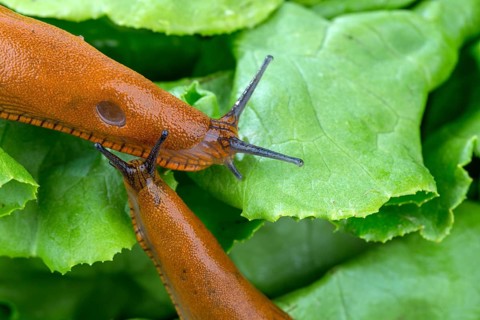 A slug in the garden eats a lettuce leaf. Snail plague in the garden Austria