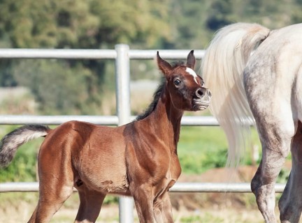 Funny portrait of arabian little foal with mom. Israel