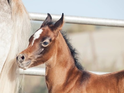 Portrait of arabian little foal with mom. Israel