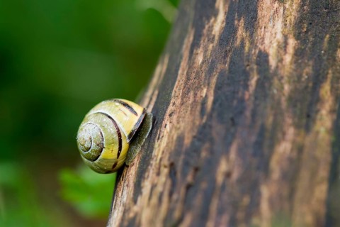 Yellow striped snail climbing at the tree