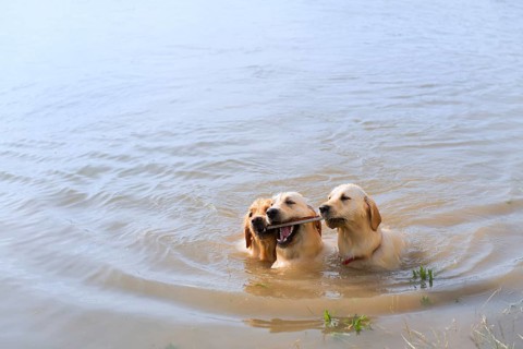 Swimming and playing labrador dogs