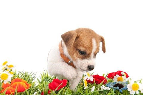 Jack Russel puppy dog walking in grass with flowers isolated over white background