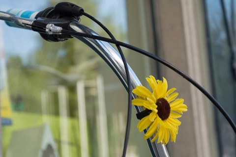 Handlebar decorated with a flower, Austria, Europe