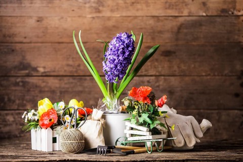 Garden tools for flowers over wooden background