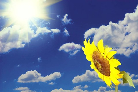 Sunflower in field over blue sky with clouds background